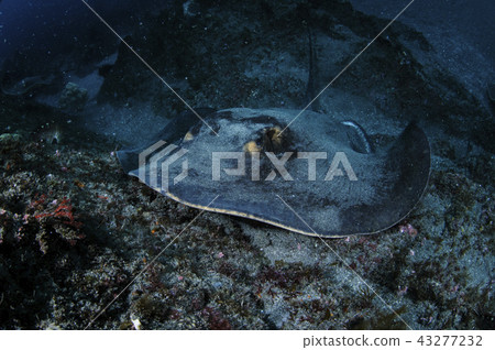 Swimming in the sea Swimming in the sea 43277232