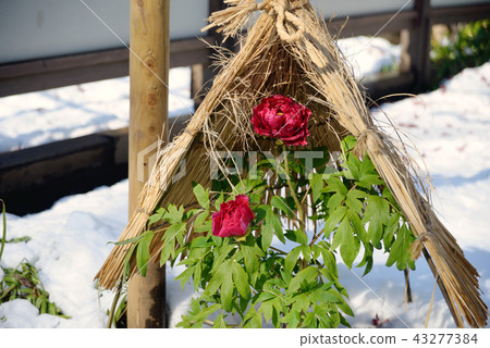 A cold peony 43277384