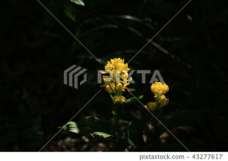 Kinlan Kinbane, a popular wildflower that shines in the sun and shines brightly Kinlan Kinbane, a popular wildflower that shines in the sun and shines brightly 43277617