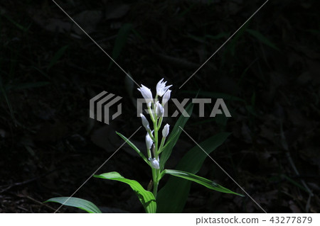 Ginran Ginran Ginran Sasabha Ginran閃閃發光 43277879