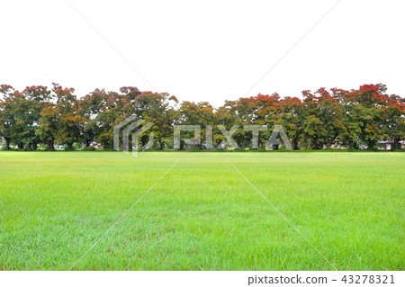 meadow and Peltophorum pterocarpum tree meadow and Peltophorum pterocarpum tree 43278321