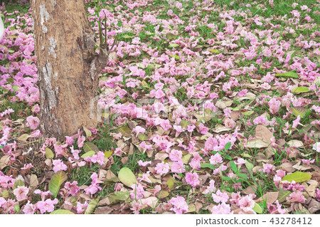 Tree Trunk of Tabebuia Rosea Tree Tree Trunk of Tabebuia Rosea Tree 43278412