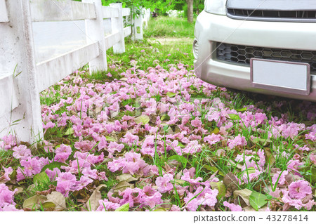 Pink flower and car on the ground Pink flower and car on the ground 43278414