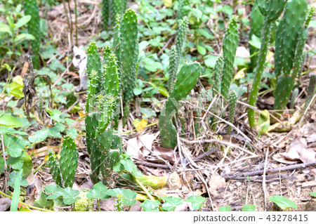 Green cactus on the ground Green cactus on the ground 43278415