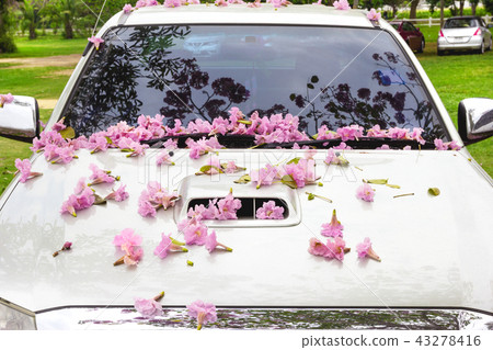 Pink flowers on the bonnet Pink flowers on the bonnet 43278416