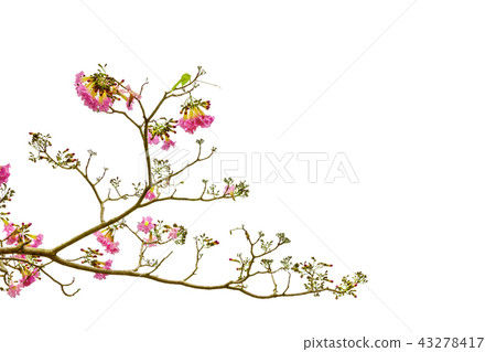 Pink trumpet tree or Tabebuia rosea on white Pink trumpet tree or Tabebuia rosea on white 43278417