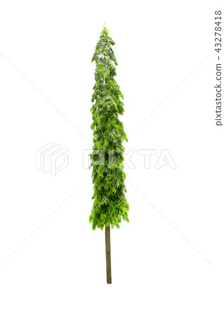 Polyalthia longifolia tree isolated on white Polyalthia longifolia tree isolated on white 43278418