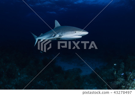 鯊魚在巴哈馬群島 鯊魚在巴哈馬群島 43278497