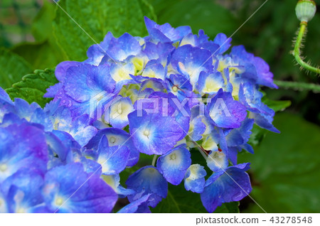 Hydrangea hydrangea flower Hydrangea hydrangea flower 43278548