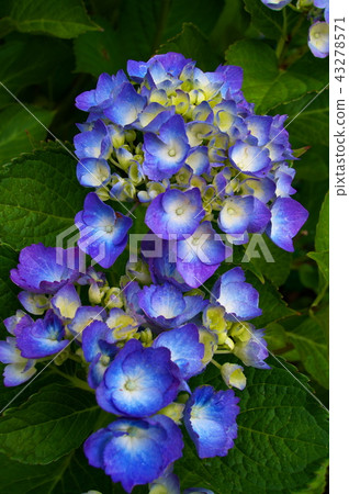 繡球花繡球花 43278571