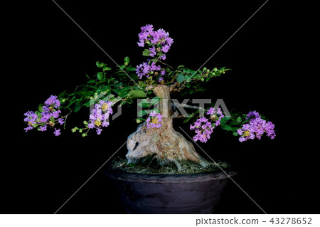 A bonsai 43278652