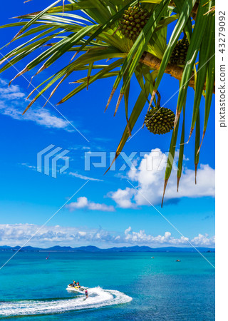 The sea of Okinawa The sea of Okinawa 43279092