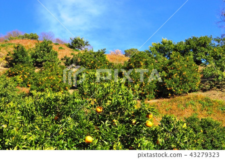 Odawara Soga Hills Mikan Field and Blue Sky Odawara Soga Hills Mikan Field and Blue Sky 43279323