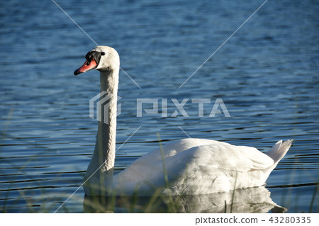 White swan bird swims along the lake blue water White swan bird swims along the lake blue water 43280335