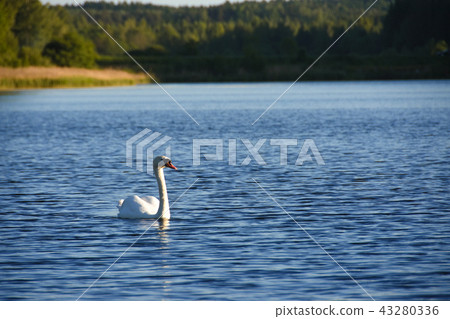 White swan bird swims along the lake blue water 43280336