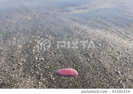 在海灘的櫻桃貝類 在海灘的櫻桃貝類 43280354