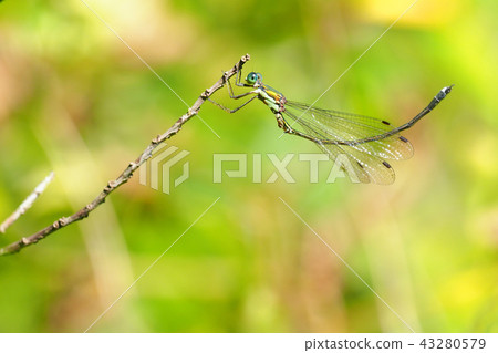 Blueberry moss (male) 43280579