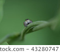 Nekohetori (Heletrigmo) 43280747