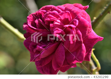 Rose (William Shakespeare) Rose (William Shakespeare) 43281290