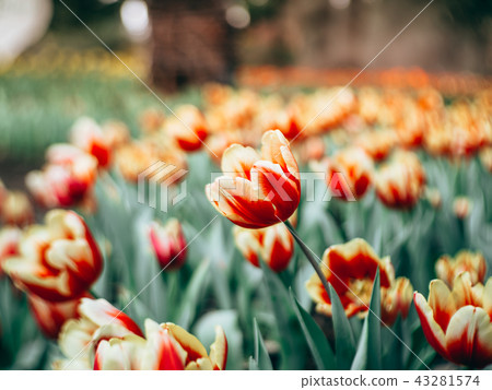 Colorful tulips flowers in the garden. Colorful tulips flowers in the garden. 43281574