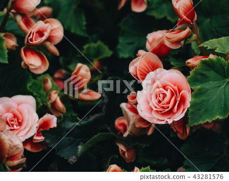 Numerous bright flowers of tuberous begonias Numerous bright flowers of tuberous begonias 43281576