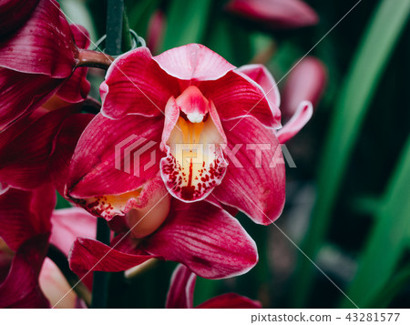 Beautiful many orchid flower in the garden Beautiful many orchid flower in the garden 43281577