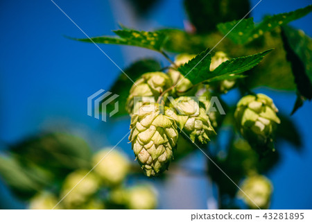 Fresh green hops on a blue sky background. Close-up. Fresh green hops on a blue sky background. Close-up. 43281895