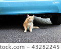 Cat in front of a car 43282245