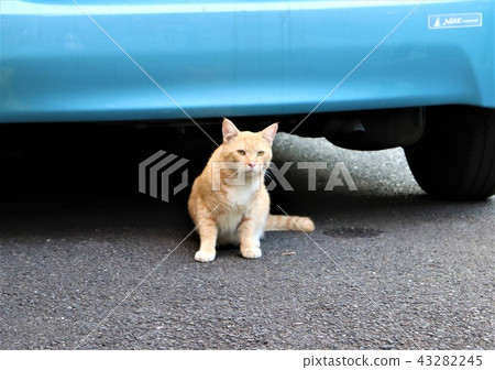 Cat in front of a car Cat in front of a car 43282245