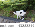Greetings and a cat that leaves 43282249