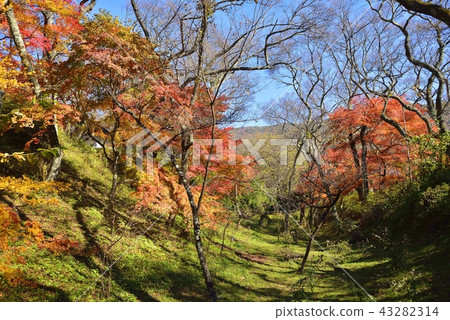 Nagano Prefecture Landscape Takato Castle Park in Autumn 43282314