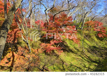 Nagano Prefecture Landscape Takato Castle Park in Autumn 43282315