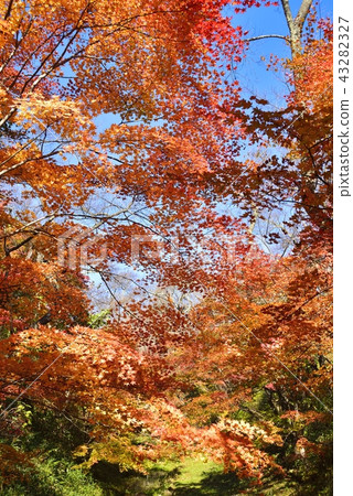Nagano Prefecture Landscape Takato Castle Park in Autumn 43282327