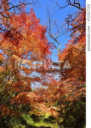 Nagano Prefecture Landscape Takato Castle Park in Autumn Nagano Prefecture Landscape Takato Castle Park in Autumn 43282328