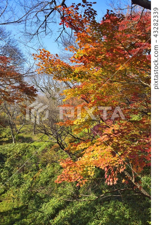 Nagano Prefecture Landscape Takato Castle Park in Autumn Nagano Prefecture Landscape Takato Castle Park in Autumn 43282339