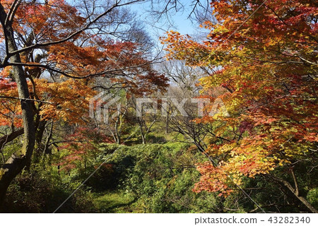 Nagano Prefecture Landscape Takato Castle Park in Autumn 43282340