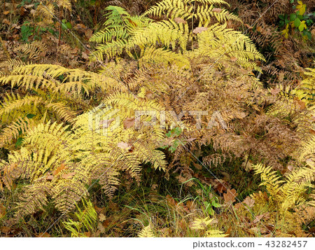 Fern in autumn forest 43282457