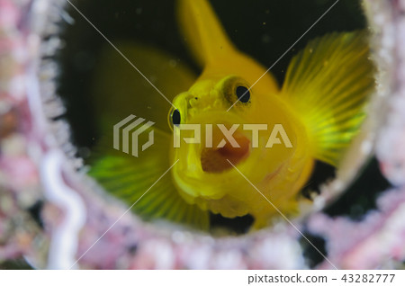 Water-fleshed goby in a bottle Water-fleshed goby in a bottle 43282777