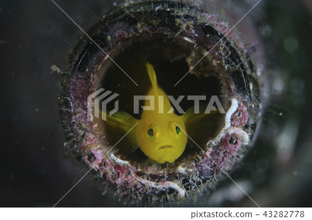 Water-fleshed goby in a bottle Water-fleshed goby in a bottle 43282778
