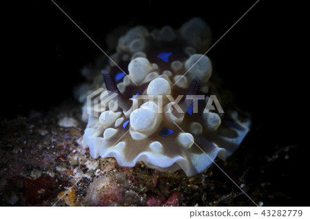 美麗的海葵 43282779