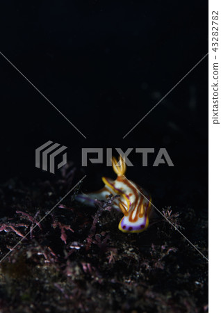 Beautiful sea anemone 43282782