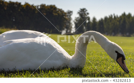 White sitting swan eating grass with curved neck White sitting swan eating grass with curved neck 43282813