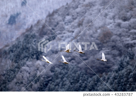 在豬苗代湖的天鵝 在豬苗代湖的天鵝 43283787