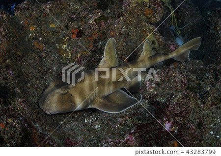 貓鯊 43283799