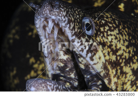 Face of a crucible Face of a crucible 43283800