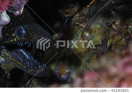 Moray eel and shrimp Moray eel and shrimp 43283801