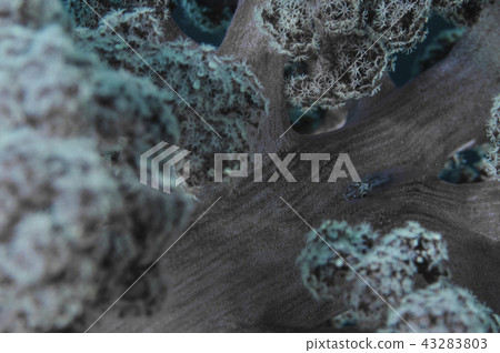 Soft coral and goby Soft coral and goby 43283803