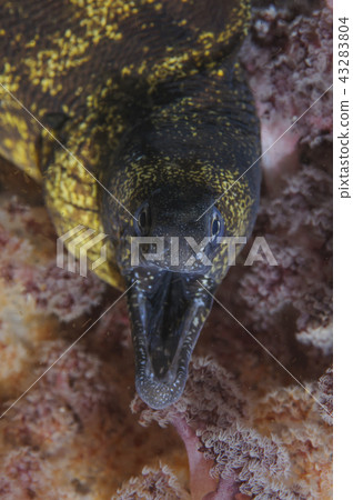 軟珊瑚和海鰻 43283804