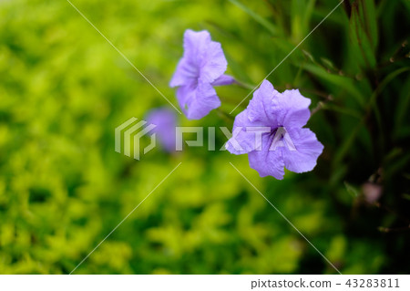 Beautiful violet flower with blur background  43283811