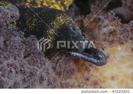 Utamo和軟珊瑚 43283891